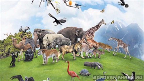 Доклад: за последние 40 лет в мире стало на 60% меньше животных